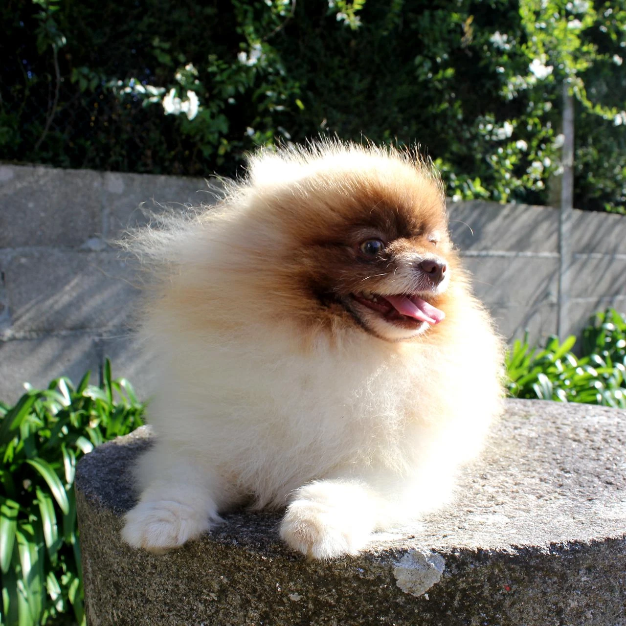 Oddie