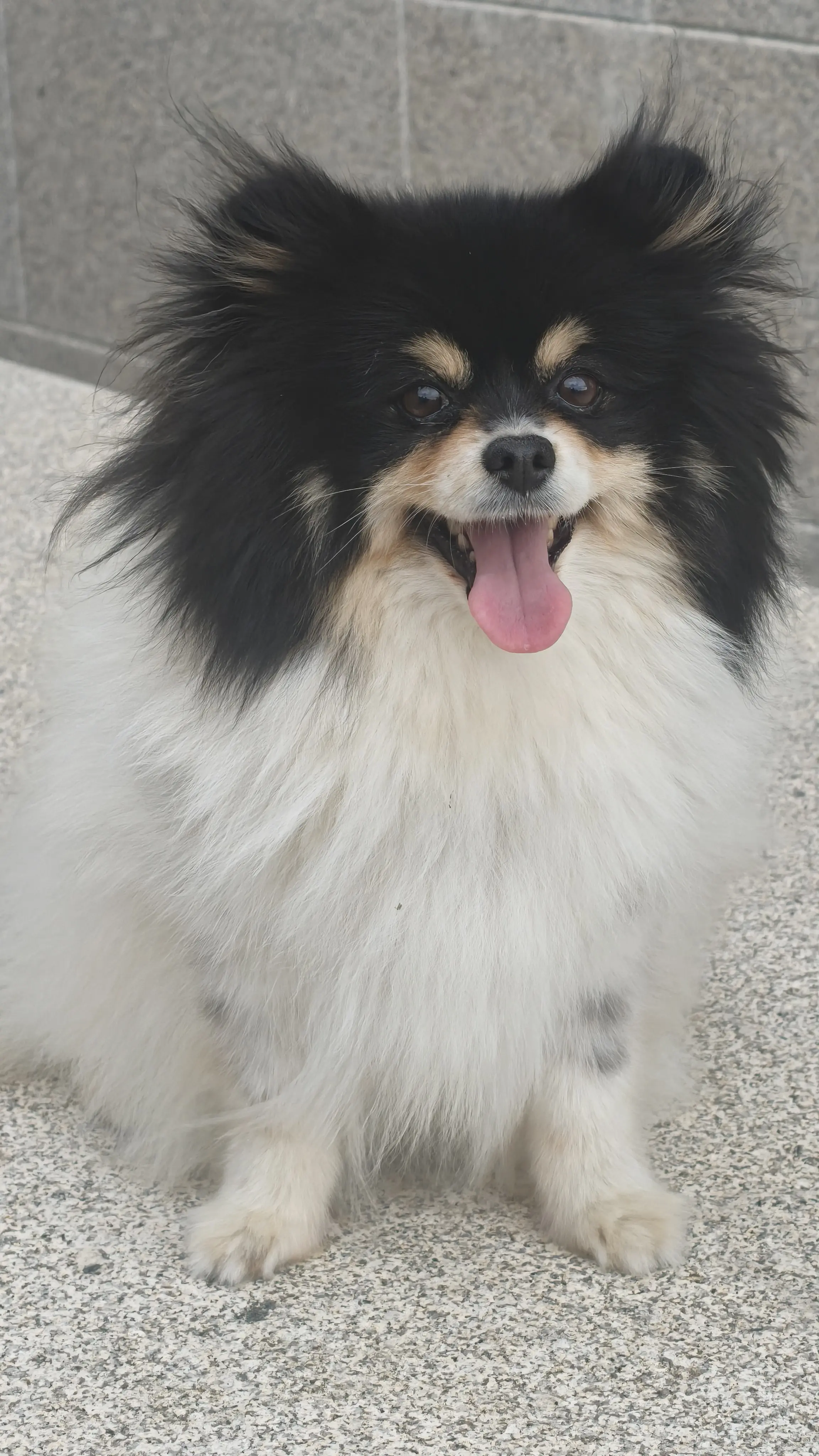 Sora